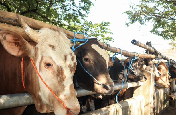 Shohibul Kurban Yuk Ketahui Hewan Kurban yang Tepat, Pastikan Sesuai dengan Syariat Islam