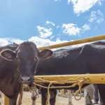 Bolehkah Qurban untuk Orang yang Sudah Meninggal? Ini Hukumnya