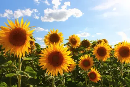 Lagu Gala Bunga Matahari, Benarkah Gambaran Surga yang Begitu Indah?