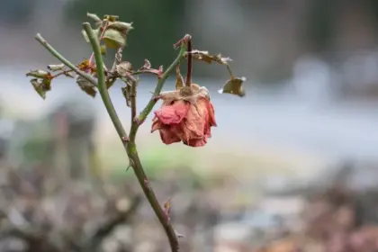 5 Ciri Orang Meninggal Husnul Khotimah: Tanda Akhir Hayat Muslim yang Beriman