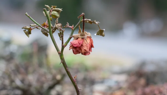 5 Ciri Orang Meninggal Husnul Khotimah: Tanda Akhir Hayat Muslim yang Beriman