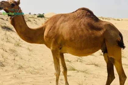 Benarkah Daging Unta Dikonsumsi Pada Zaman Nabi?