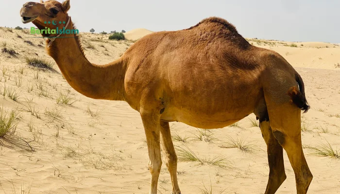 Benarkah Daging Unta Dikonsumsi Pada Zaman Nabi?